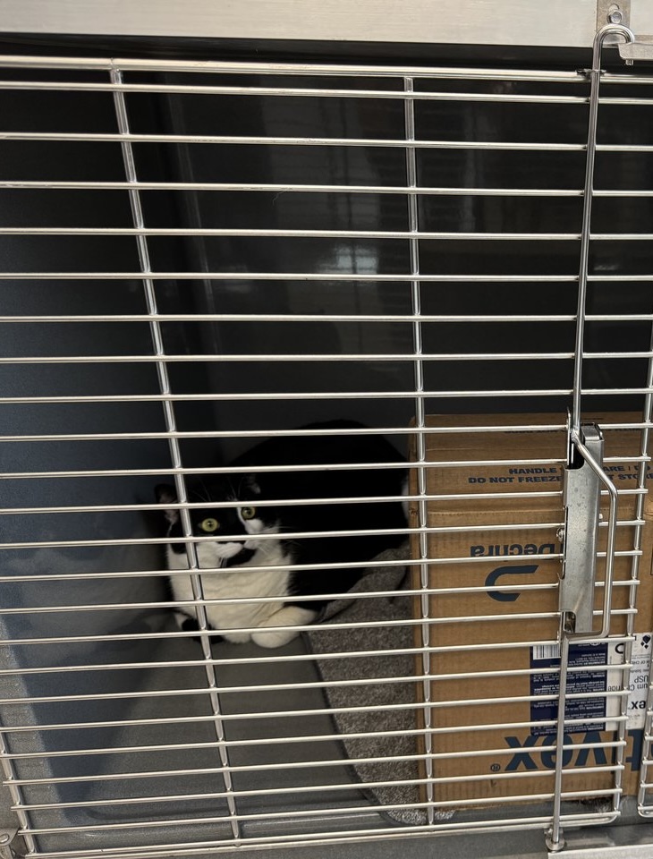 A cat enclosure in the dedicated cat area